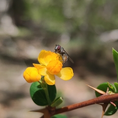 Platycheirus chalconota