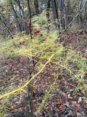 Asparagus verticillatus