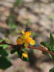 Platycheirus chalconota