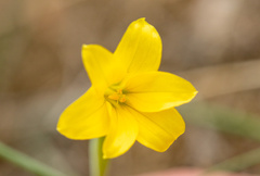 Sisyrinchieae