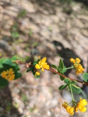 Platycheirus chalconota