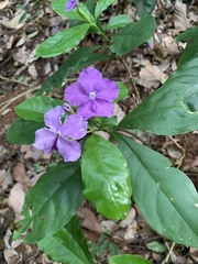 Brunfelsia