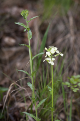 Erysimum witmannii