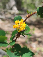 Platycheirus chalconota