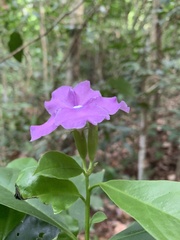 Brunfelsia