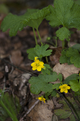 Waldsteinia geoides