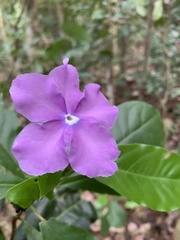 Brunfelsia