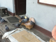 Columba livia domestica