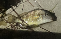 Orthopristis chrysoptera