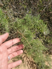Asparagaceae