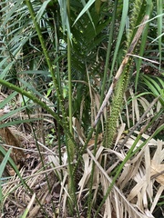 Calamus