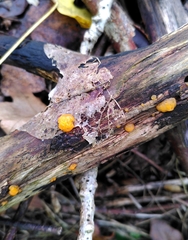 Dacrymyces stillatus