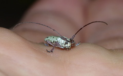 Prosopocera maculosa