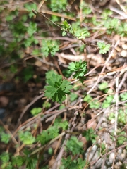 Balbisia gracilis