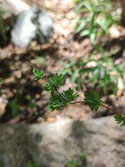 Balbisia gracilis
