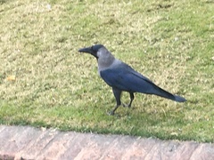 Corvus splendens