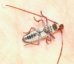 Prosopocera maculosa