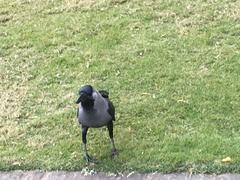 Corvus splendens