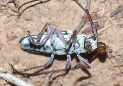 Prosopocera maculosa