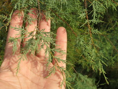 Tamarix chinensis