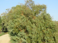 Tamarix chinensis