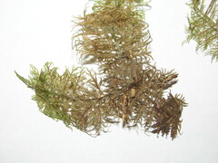 Hylocomium splendens