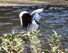 Nettapus coromandelianus