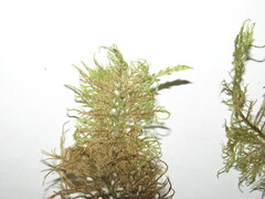 Hylocomium splendens