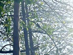 Lamprotornis superbus