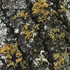 Xanthomendoza weberi