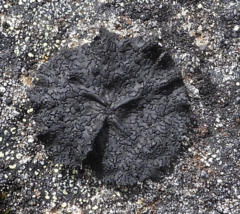 Umbilicaria torrefacta