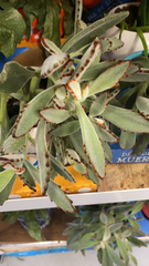 Kalanchoe tomentosa