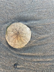 Echinarachnius parma