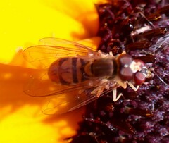 Toxomerus marginatus