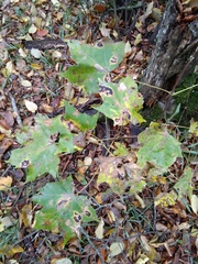 Acer laetum