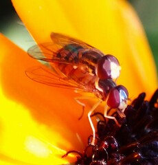 Toxomerus marginatus