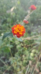 Lantana