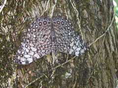 Hamadryas feronia