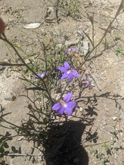 Scaevola ramosissima