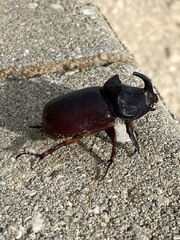 Oryctes nasicornis grypus