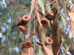 Eucalyptus gomphocephala