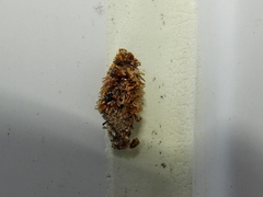 Dahlica triquetrella