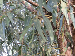 Eucalyptus gomphocephala