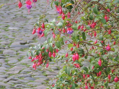 Fuchsia magellanica