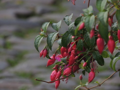 Fuchsia magellanica