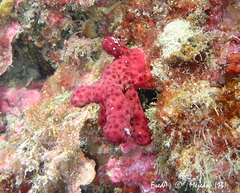 Alcyonium acaule