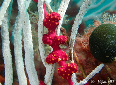 Alcyonium coralloides
