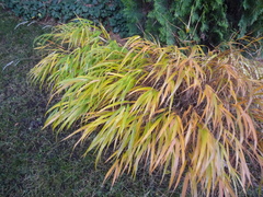 Hakonechloa macra