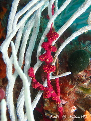 Alcyonium coralloides