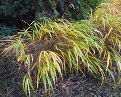 Hakonechloa macra